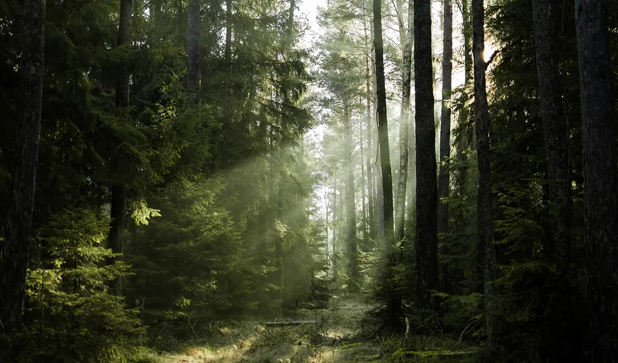 Sun rays illuminating lush woodland path