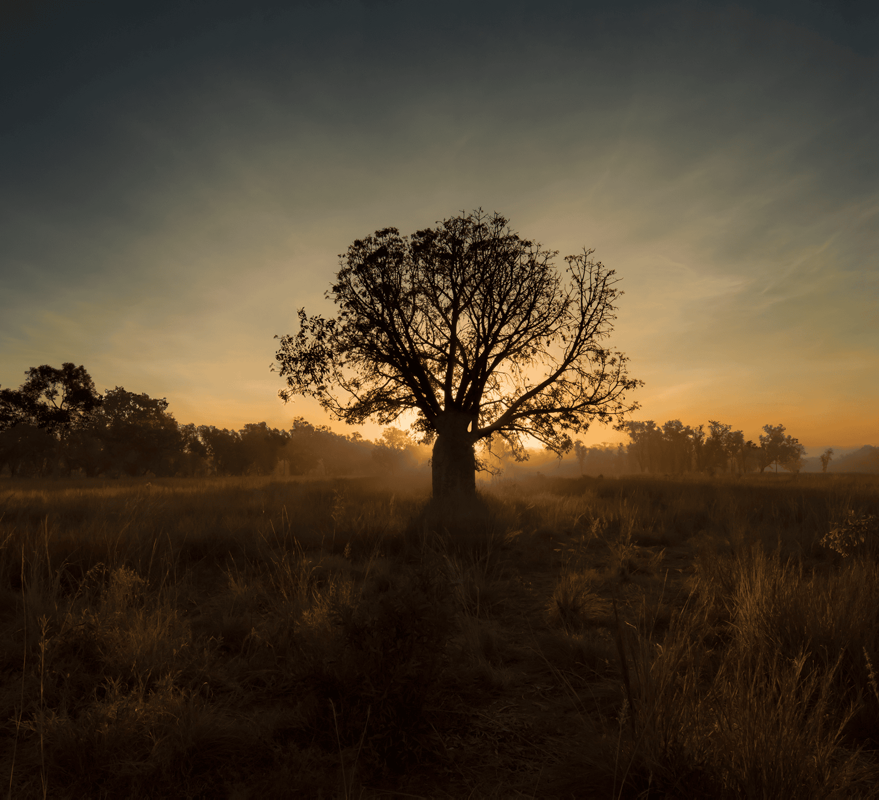 Lone tree in golden hour